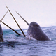 Narwhals doing narwhal things.